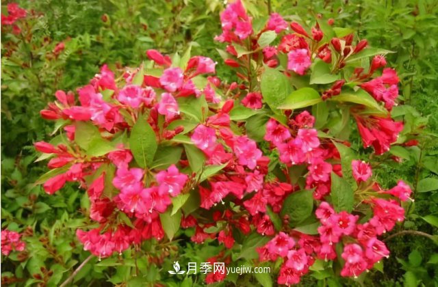 市场前景大好的6种忍冬科植物，你家苗圃有吗？(图1)