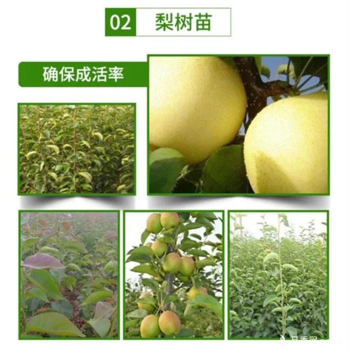 梨树苗(图4)