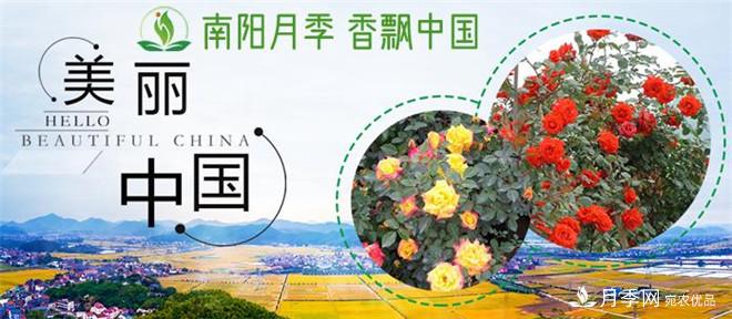 中国南阳特产：石桥月季(图2)