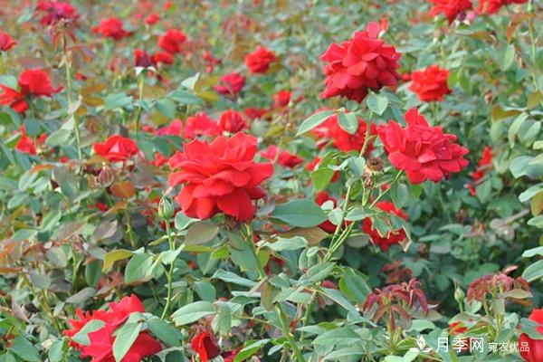 梅郎口红月季 Rouge Meilland 推荐(图2)