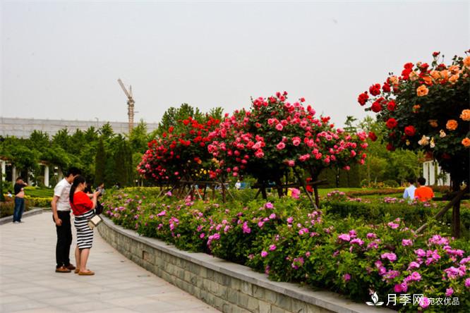 郑州市第二十二届月季花展惊艳图片(图6)