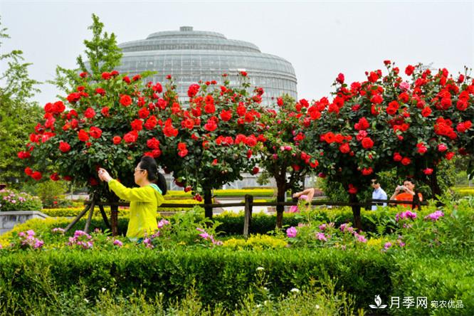 郑州市第二十二届月季花展惊艳图片(图5)