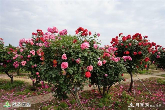 “花开南阳 云赏月季”南阳网上月季展即将开启(图1)