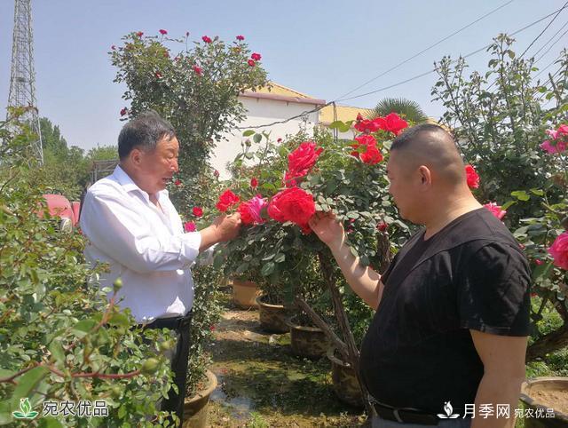 四季花开美名扬——访南阳“月季大师”苏金朋、苏玉果父子(图1)