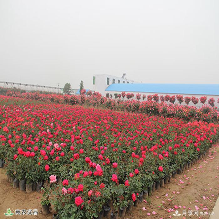 盆花月季盆栽月季南阳种植基地批发报价(图2)