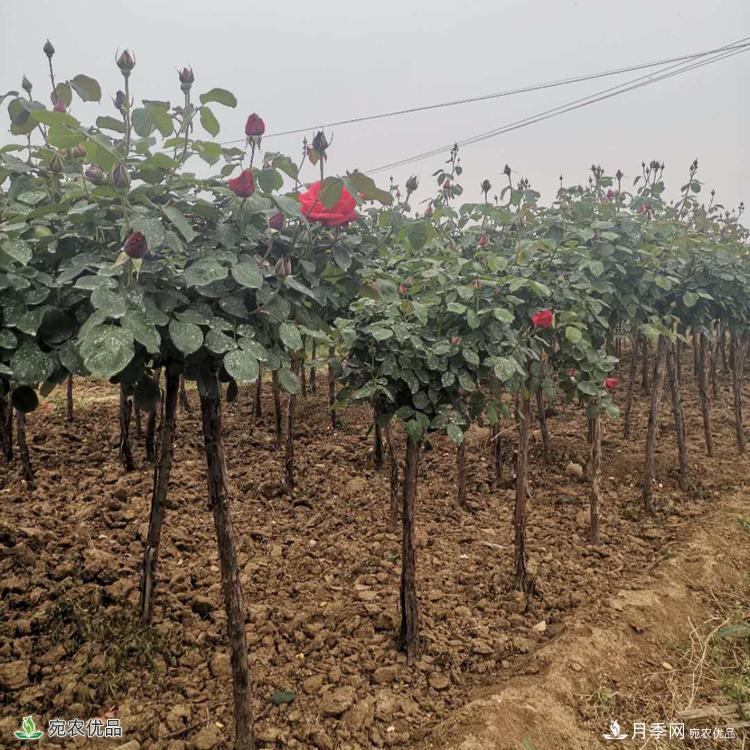 南阳月季树基地_南阳月季_树状月季批发和价格(图1)