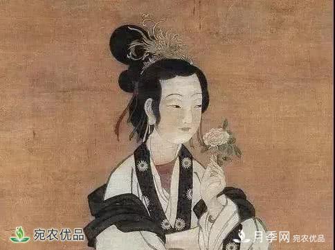 月季史诗，被中国70多个城市选为市花的月季，究竟有怎样的魅力？(图5)