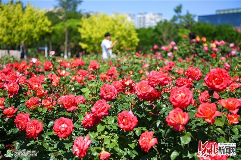 河北廊坊市“月季之城”花正艳(图4)