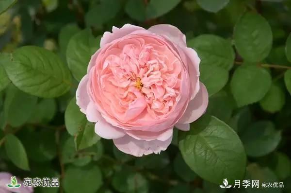 月季，市花之***，东西方的混血美人(图1)