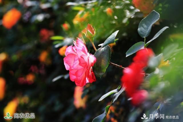 月季，市花之***，东西方的混血美人(图3)