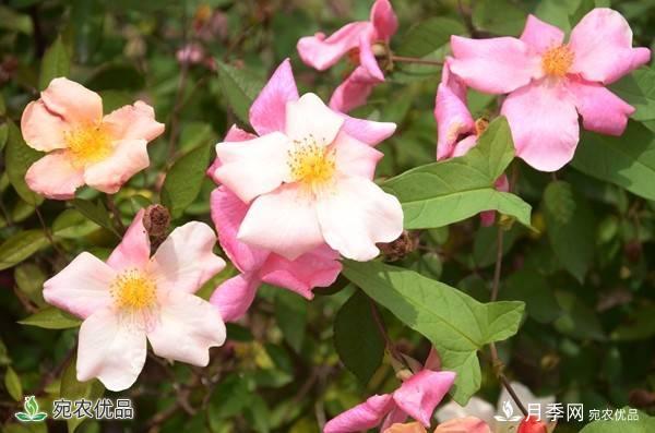 月季，市花之最，东西方的混血美人(图2)