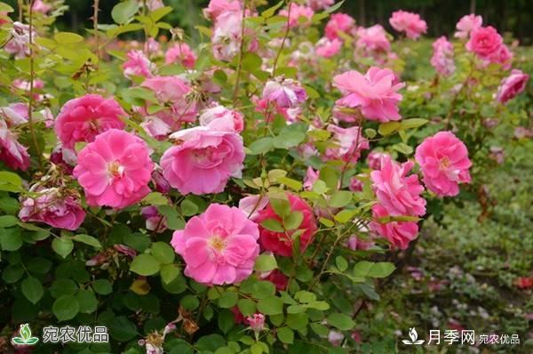月季，市花之***，东西方的混血美人(图6)