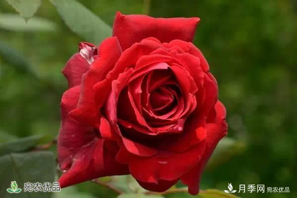 月季，市花之***，东西方的混血美人(图9)