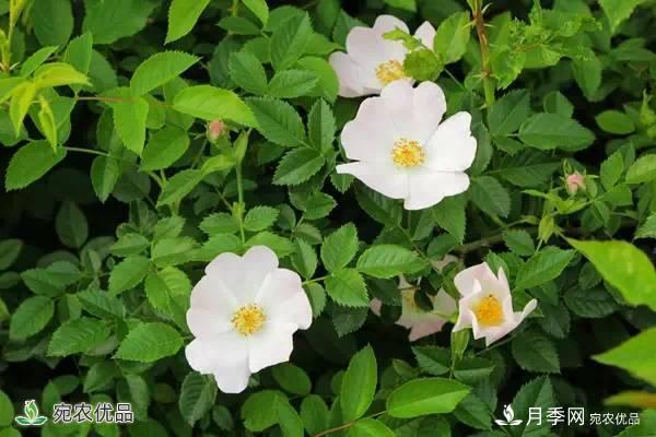 月季，市花之***，东西方的混血美人(图4)