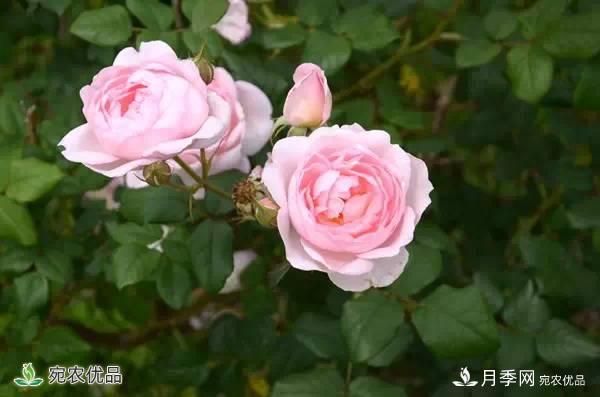 月季，市花之***，东西方的混血美人(图7)