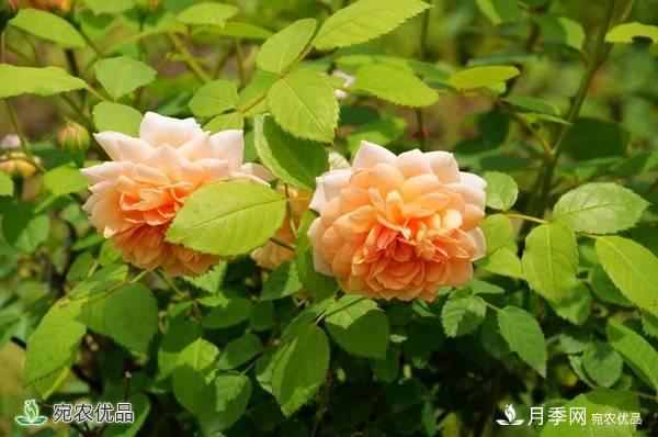 月季，市花之***，东西方的混血美人(图8)