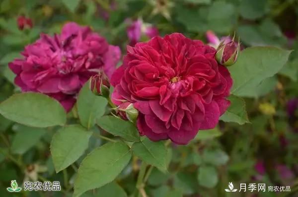 月季，市花之***，东西方的混血美人(图5)