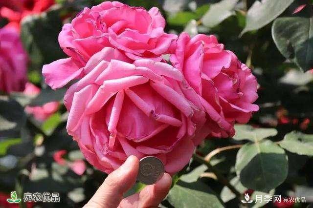 今年郑州马路边的树状月季花为什么开这么大？ 原有妙招！(图1)