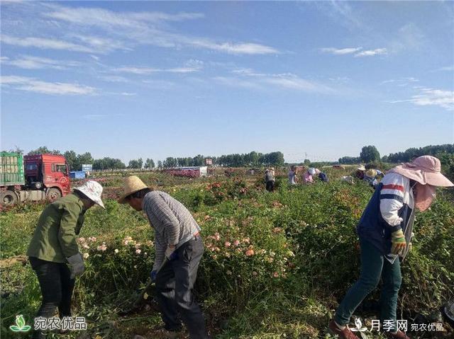 1.2万亩月季园区 南阳方城博望镇月季花农过上花样生活(图2)