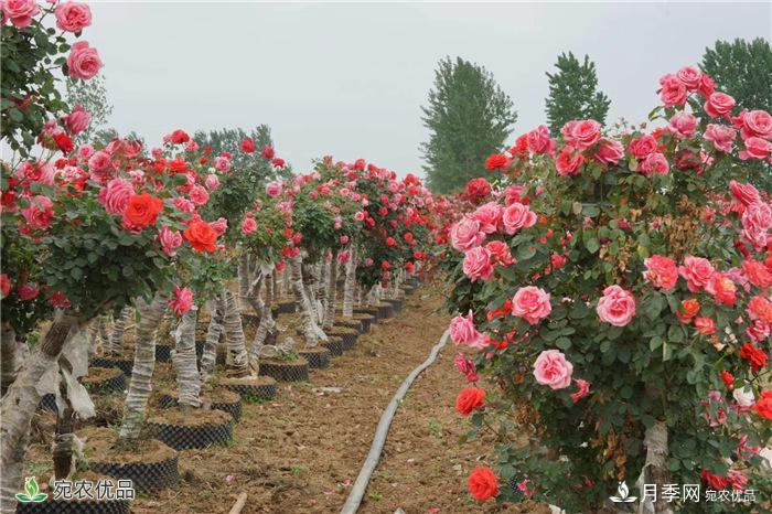 南阳市宛城区古桩月季成为致富主导产业(树桩月季图集)(图2)