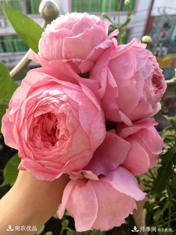    30种漂亮的月季花，必须来一盆，让你一次养个够！(图31)