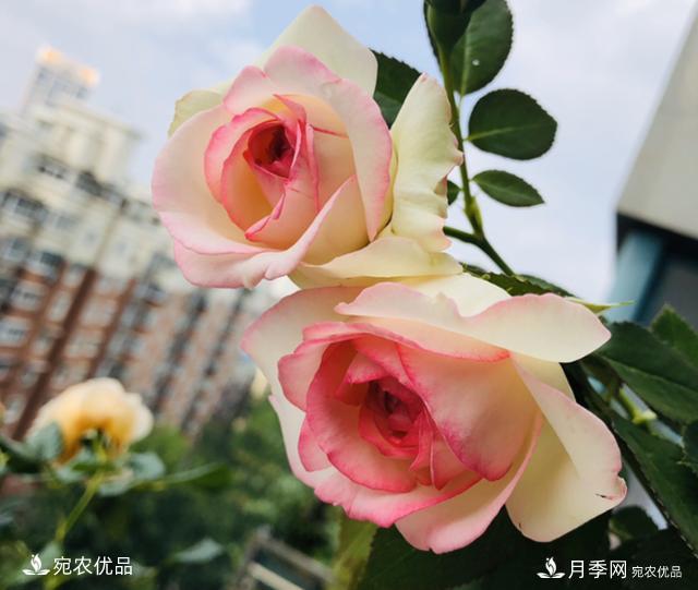 15款经典月季花,好看好养,月季花开看花海!(图8) 15款经典月季花,好看好养,月季花开看花海!(图8)