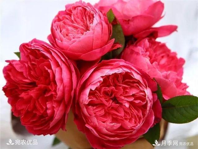 热门50种月季花品种展示，每一种养法还不一样快来看看！(图12)