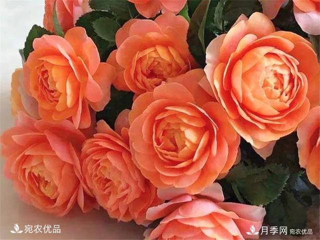 热门50种月季花品种展示，每一种养法还不一样快来看看！(图10)