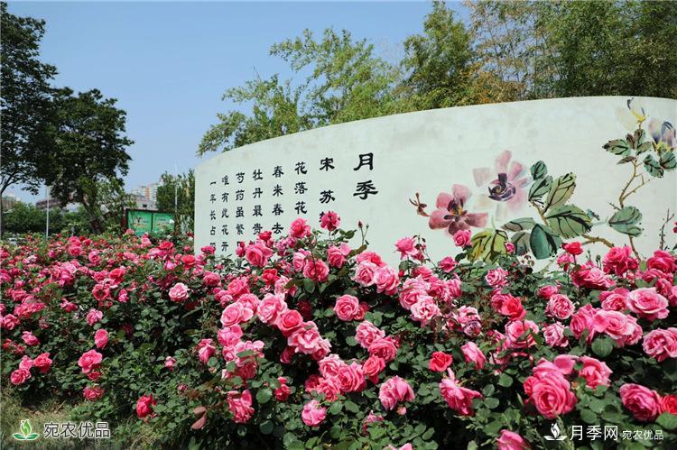 月季花城的“月季树” 南阳月季树种植批发基地(图1)