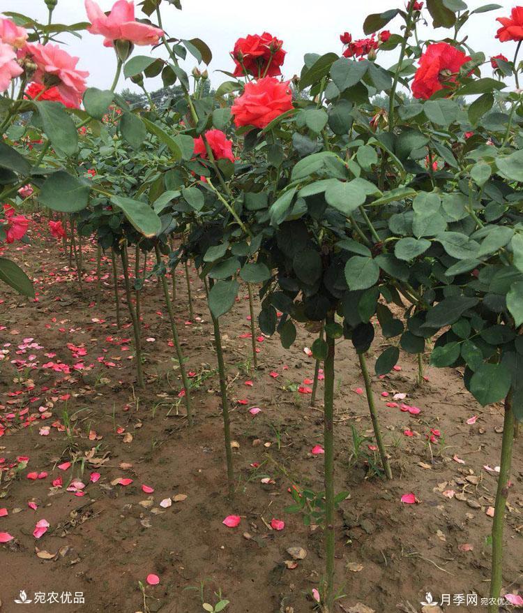 月季花城的“月季树” 南阳月季树种植批发基地(图3)