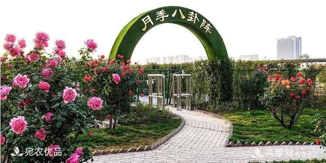 河南汝州月季八卦阵带你体验花丛中的迷宫(图1)