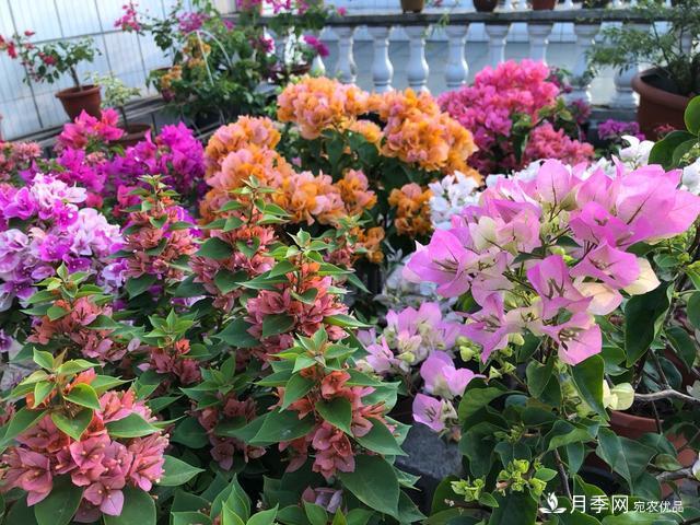 三角梅养护方法，花期长达200天，花色鲜艳变花园(图1)