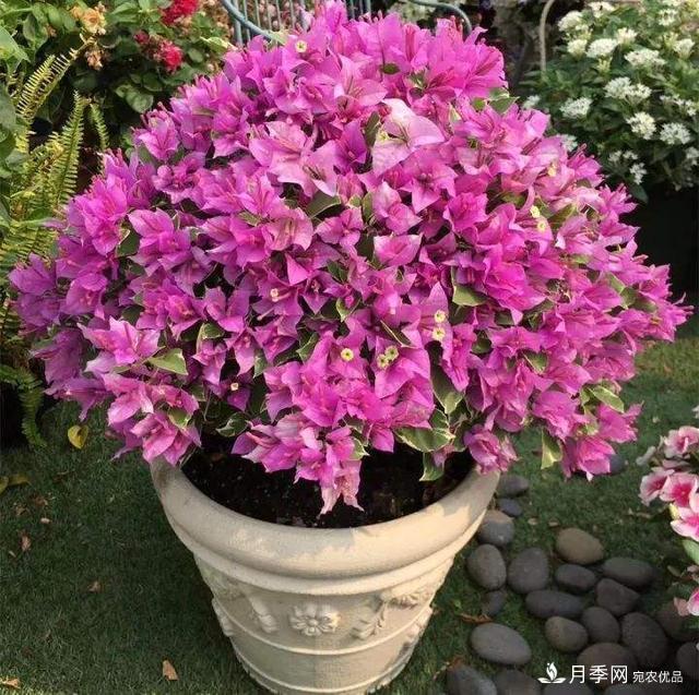三角梅养护方法，花期长达200天，花色鲜艳变花园(图3)