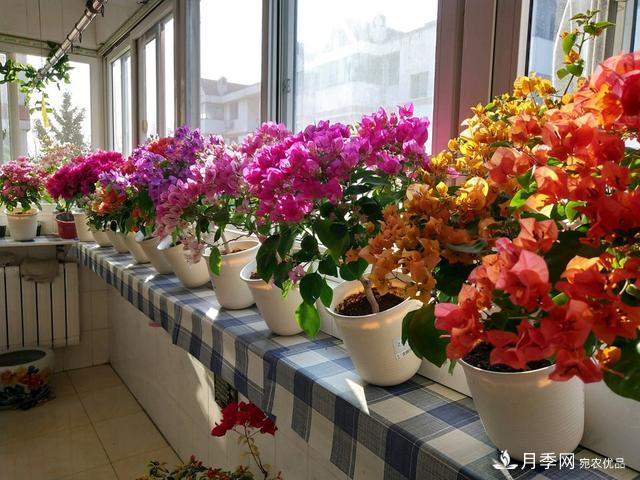 三角梅养护方法，花期长达200天，花色鲜艳变花园(图4)