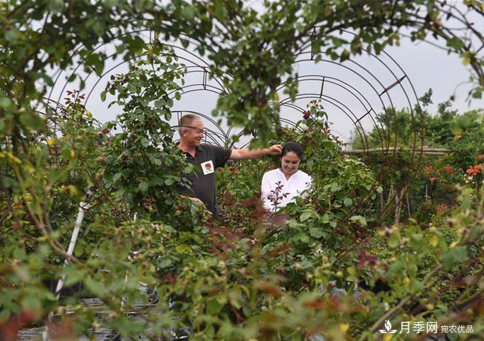 新疆夫妇在江苏 学种月季谋致富(图6)