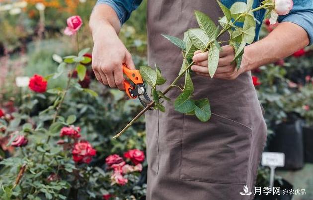 月季花友如何给家里月季栽培管理，开出一片花海(图2)