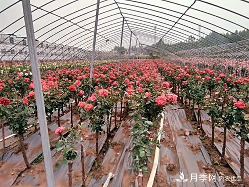 南阳市内乡县与北京延庆区合作结树状月季硕果(图1)