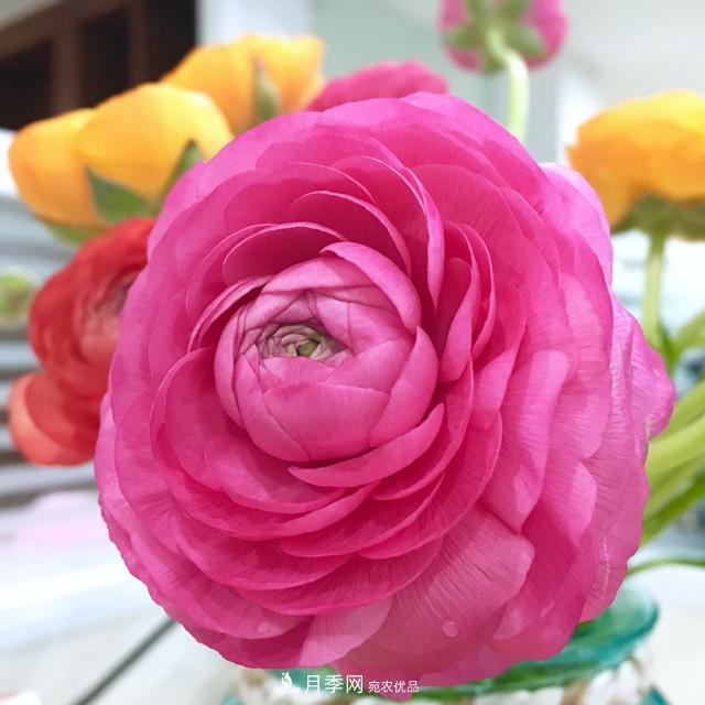 此花颇有牡丹花容颜，花毛茛色彩鲜艳且非常丰富(图1)