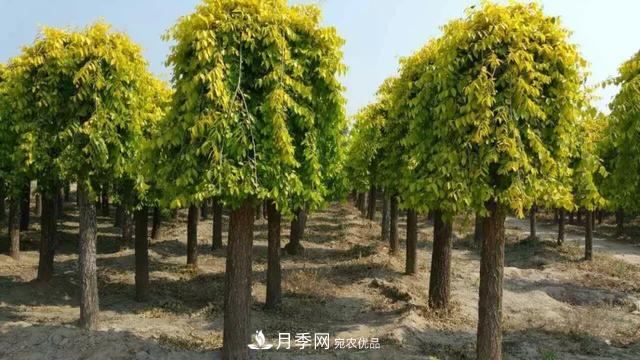 世界金色看中国，说说中国人自己的彩叶树金叶榆(图2)