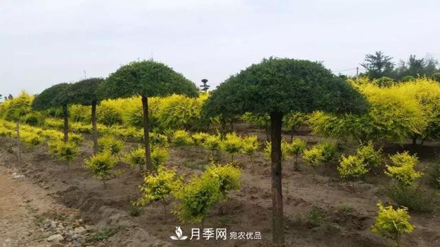 世界金色看中国，说说中国人自己的彩叶树金叶榆(图3)