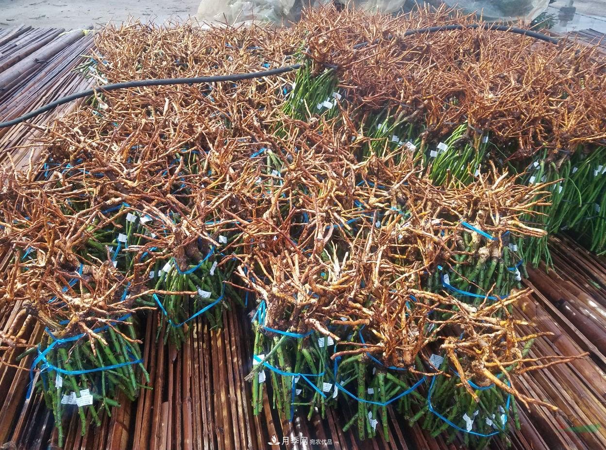南阳月季基地首批出口月季种苗启运发往韩国(图3)