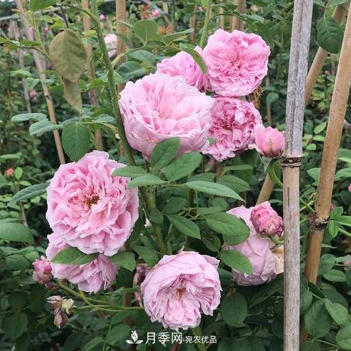 盘点30款又香又好看的月季，让花园香气迷人又美丽(图1)
