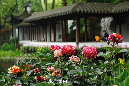 2020第八届杭州西湖月季花精品展掠影(图2)