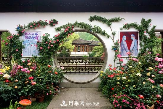 2020第八届杭州西湖月季花精品展掠影(图3)