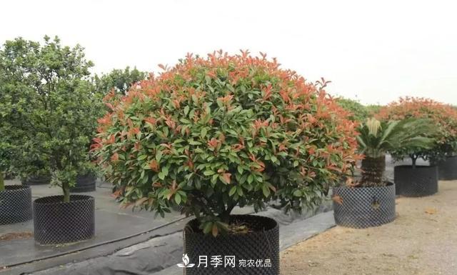 干货：园林绿化种植技术17问，你需要掌握苗木知识(图2)