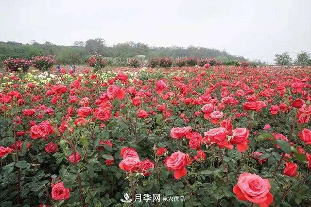 河南洛阳紫桂园月季农场网上观赏节开幕(图2)