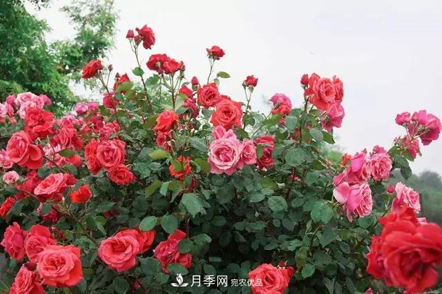 河南洛阳紫桂园月季农场网上观赏节开幕(图4)
