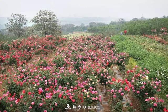 河南洛阳紫桂园月季农场网上观赏节开幕(图5)