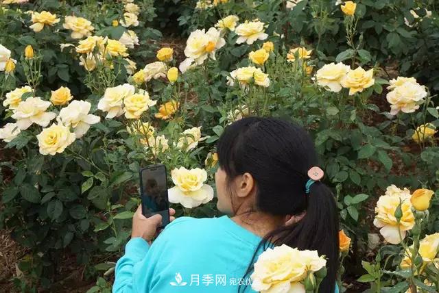 河南洛阳紫桂园月季农场网上观赏节开幕(图6)