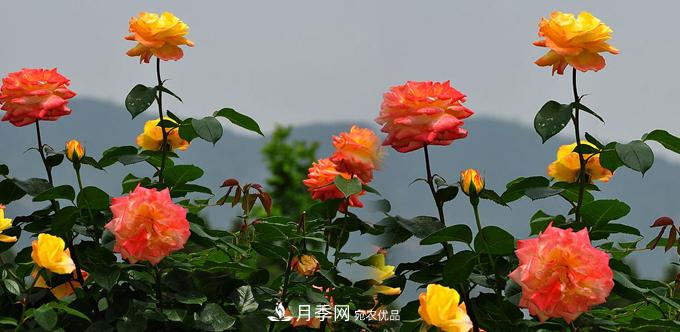 月季花栽培对环境条件的要求(图1)